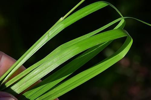 Carex_typhina_leaves.jpg