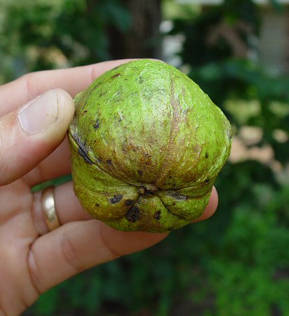 Carya_tomentosa_fruit.jpg