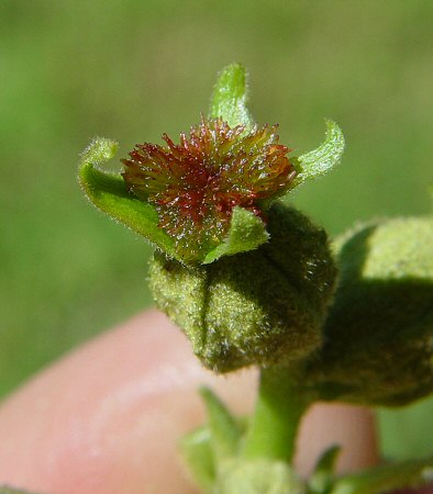 Carya_tomentosa_pistillate_flower.jpg