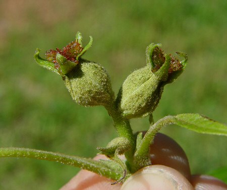 Carya_tomentosa_pistillate_flowers.jpg