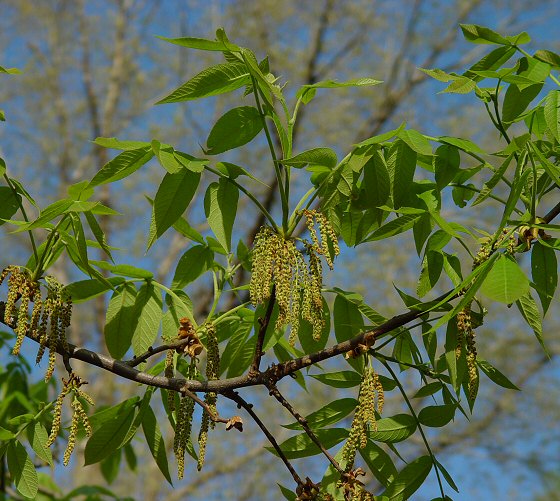 Carya_tomentosa_plant.jpg