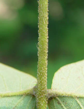 Carya_tomentosa_rachis.jpg