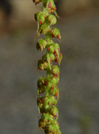 Carya_tomentosa_staminate_flowers.jpg