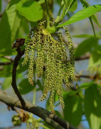 Carya_tomentosa_staminate_inflorescence.jpg