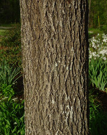 Carya_tomentosa_stem.jpg