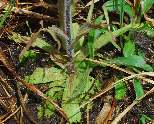 Castilleja_coccinea_basals.jpg