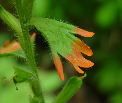 Castilleja_coccinea_bract.jpg