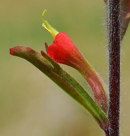 Castilleja_coccinea_flower2.jpg