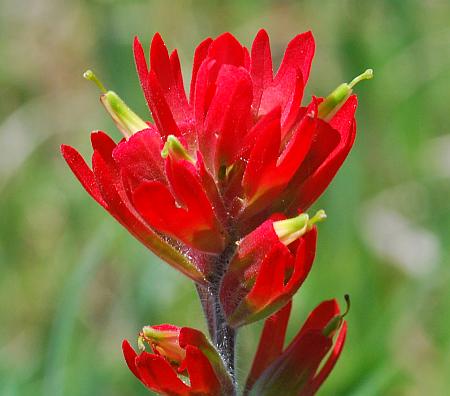 Castilleja_coccinea_inflorescence2.jpg