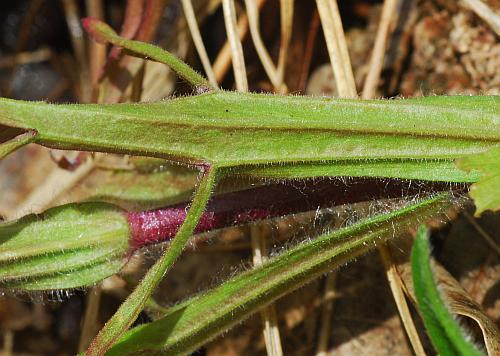 Castilleja_coccinea_leaf2.jpg