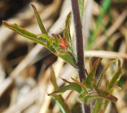 Castilleja_coccinea_leaves.jpg