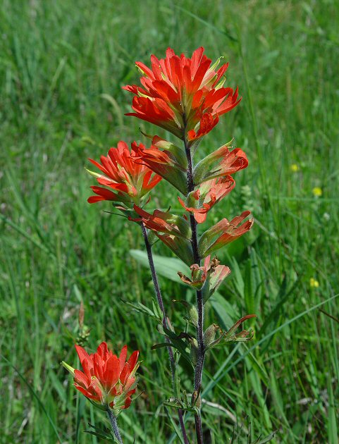 Castilleja_coccinea_plant.jpg