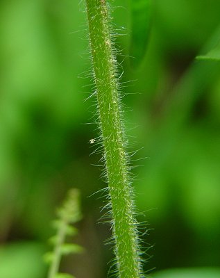 Castilleja_coccinea_stem.jpg