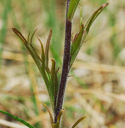 Castilleja_coccinea_stem2.jpg