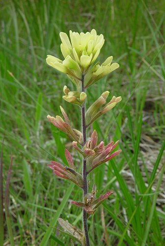 Castilleja_coccinea_yellow.jpg