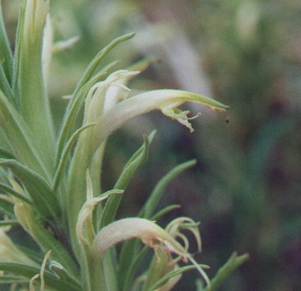 Castilleja_sessiliflora_flower.jpg