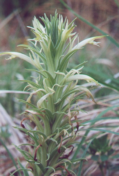 Castilleja_sessiliflora_inflorescence.jpg