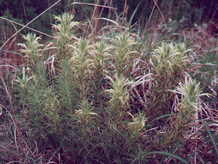 Castilleja_sessiliflora_plant.jpg