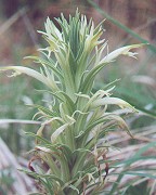 Castilleja sessiliflora thumbnail