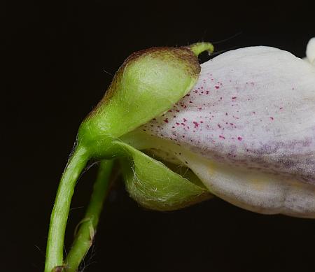 Catalpa_bignonioides_calyx.jpg