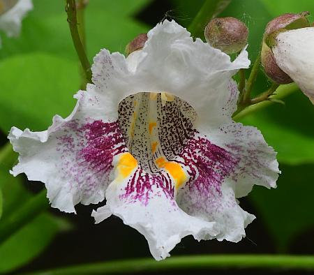 Catalpa_bignonioides_flower.jpg