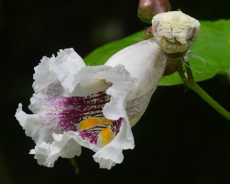 Catalpa_bignonioides_flower2.jpg