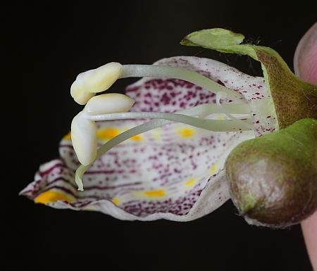 Catalpa_bignonioides_functional.jpg