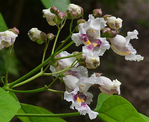 Catalpa_bignonioides_inflorescence.jpg