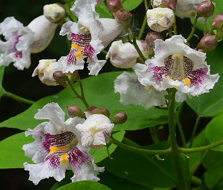 Catalpa_bignonioides_inflorescence2.jpg