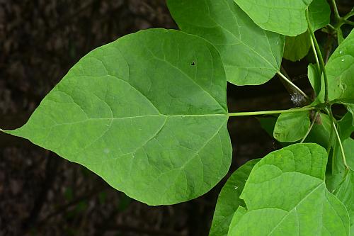 Catalpa_bignonioides_leaf1.jpg