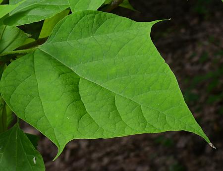 Catalpa_bignonioides_leaf1a.jpg