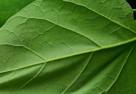 Catalpa_bignonioides_leaf2.jpg