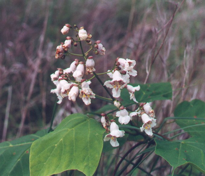 25 Semi Di Catalpa Del Sud 'Aurea' - Catalpa Bignoniaceae, Albero Ornamentale