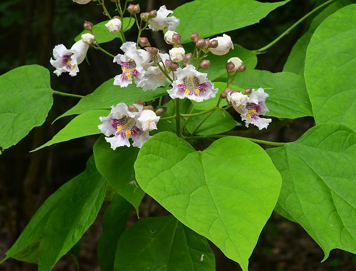 Catalpa_bignonioides_plant.jpg