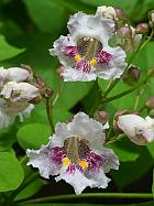 Catalpa bignonioides thumbnail