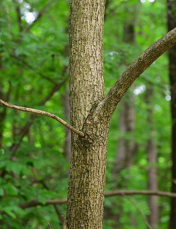 Catalpa_bignonioides_trunk.jpg