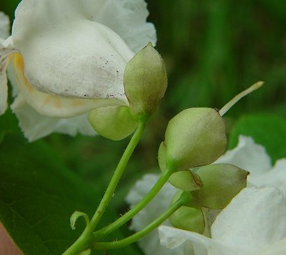 Catalpa_speciosa_calyx.jpg