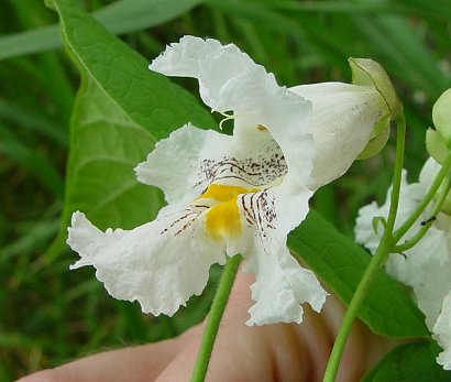 Catalpa_speciosa_flower.jpg