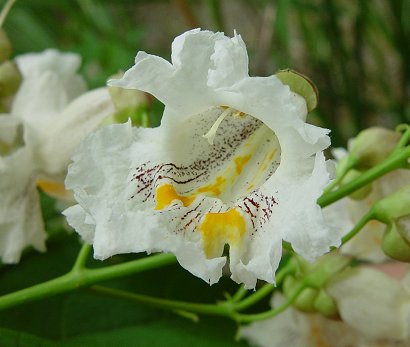 Catalpa_speciosa_flower2.jpg