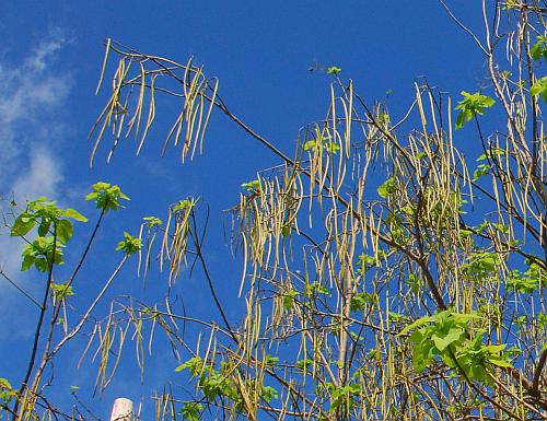 Catalpa_speciosa_fruits.jpg