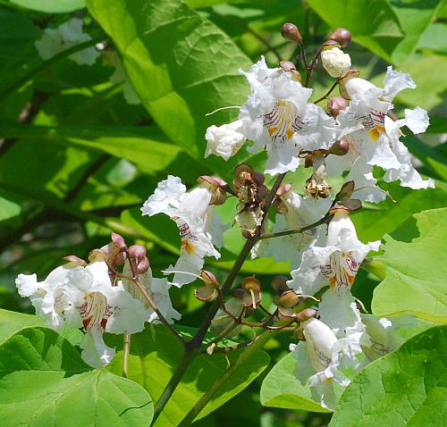 Catalpa_speciosa_inflorescence.jpg