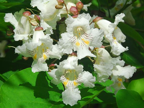 Catalpa_speciosa_inflorescence2.jpg