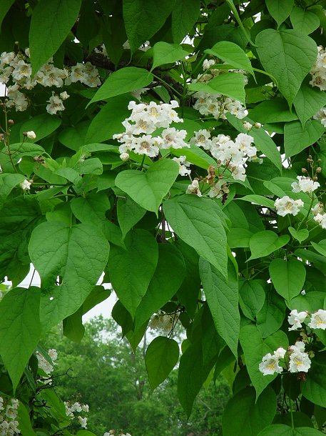 Catalpa_speciosa_plant.jpg