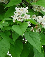 Catalpa speciosa thumbnail