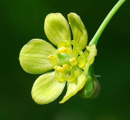 Caulophyllum_thalictroides_flower2.jpg