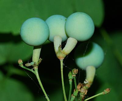 Caulophyllum_thalictroides_fruits2.jpg