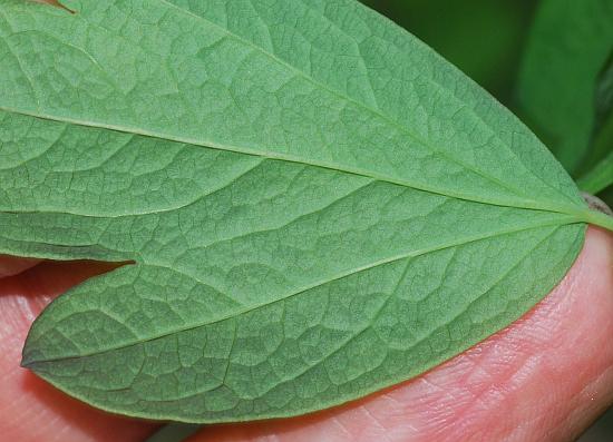 Caulophyllum_thalictroides_leaf2.jpg