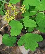 Caulophyllum thalictroides thumbnail