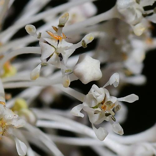 Ceanothus_americanus_corollas.jpg