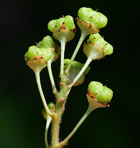 Ceanothus_americanus_fruits1.jpg